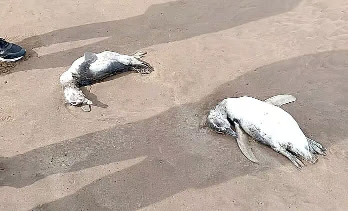 Aparecieron más de 40 pingüinos muertos en las costas de Mar del Plata.