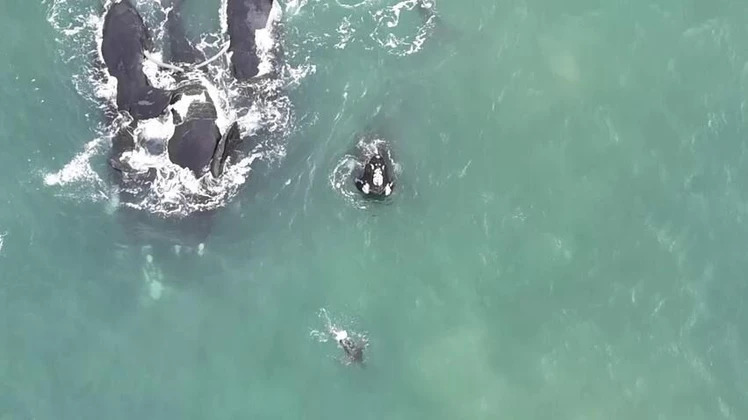 Registraron una nueva cópula de ballena franca en las costas de Mar del Plata