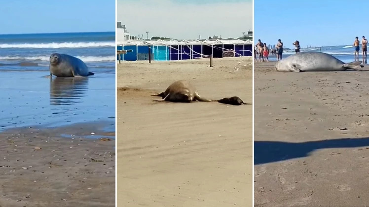 Maravilloso nacimiento de un elefante marino en el sur de Mar del Plata