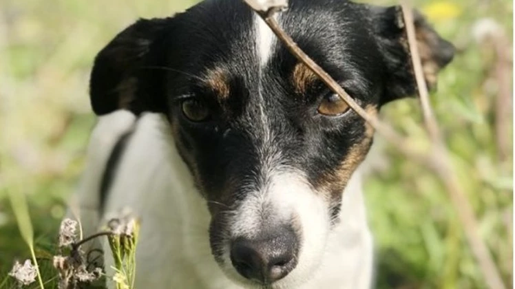 Perdió a su perrita “Porra” hace tres semanas y ofrece mil dólares de recompensa