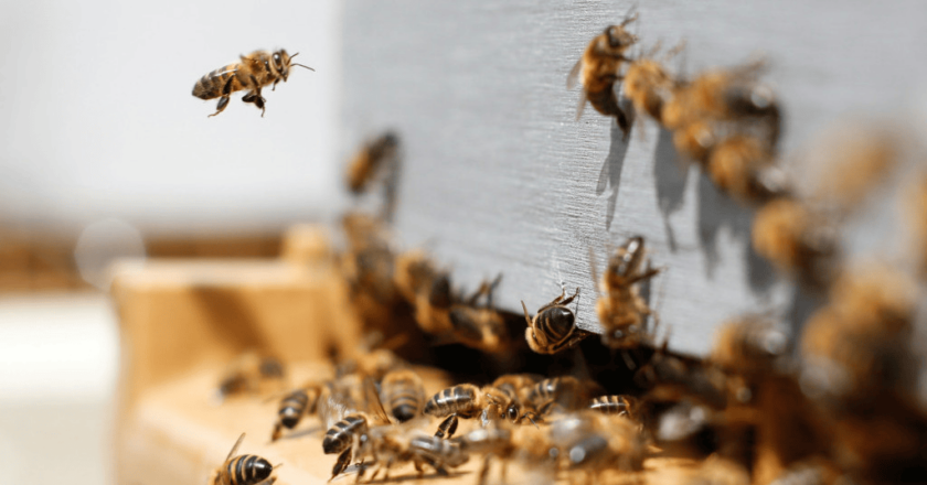 Insólito: un enjambre de abejas asustó a vecinos y transeúntes en pleno centro