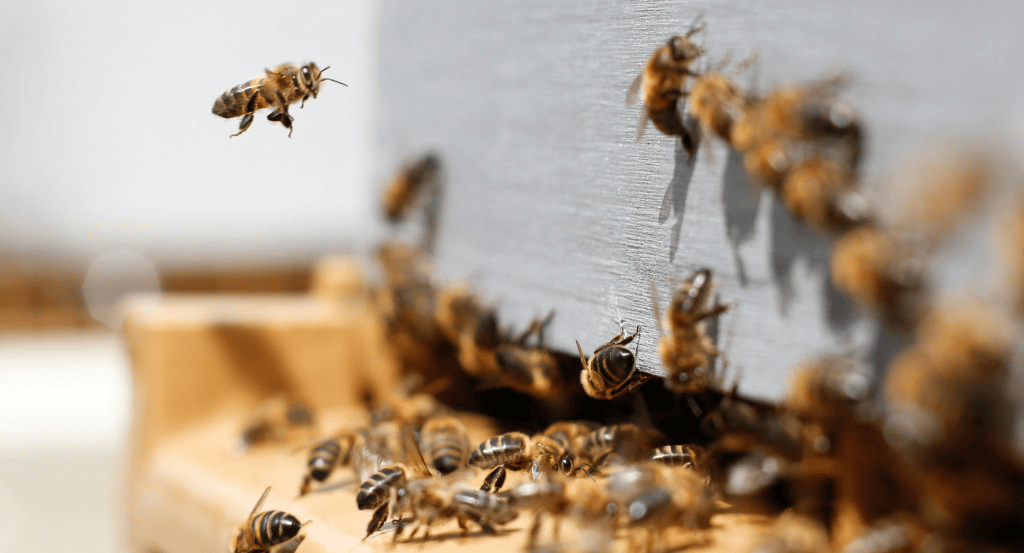 Insólito: un enjambre de abejas asustó a vecinos y transeúntes en pleno centro