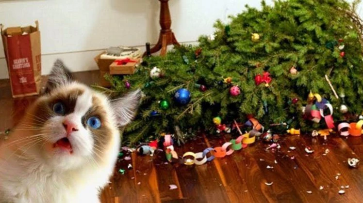 Gatos vs. arbolito de Navidad: cómo lograr que el adorno sobreviva hasta el 8 de enero