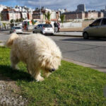 Pirotecnia, golpes de calor y estrés: cómo cuidar a tus mascotas este año nuevo