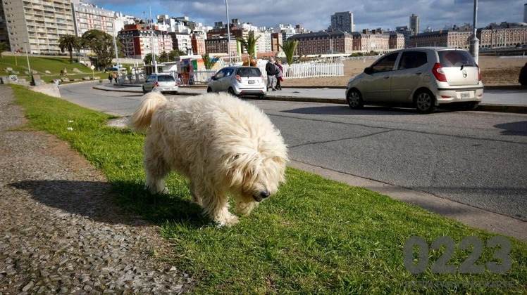 Pirotecnia, golpes de calor y estrés: cómo cuidar a tus mascotas este año nuevo