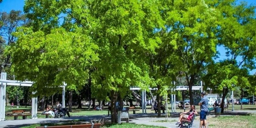 Un árbol le destrozó el auto en Parque Primavesi: el Municipio reconoció su culpa y la indemnizará