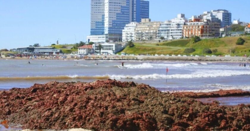 Las playas siguen copadas por las algas rojas: arrancó la limpieza para retirarlas