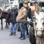 ¿No más tracción a sangre? Cómo repercute la caída del consumo entre los cartoneros