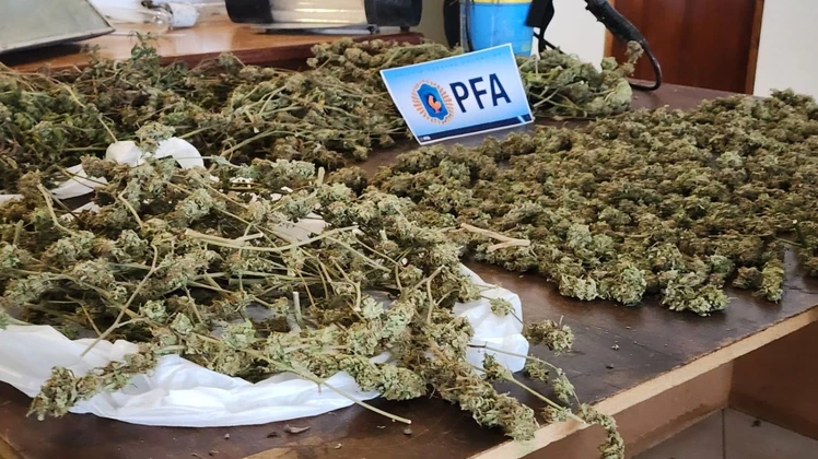 Desbaratan un invernadero y punto de venta de marihuana en una vivienda