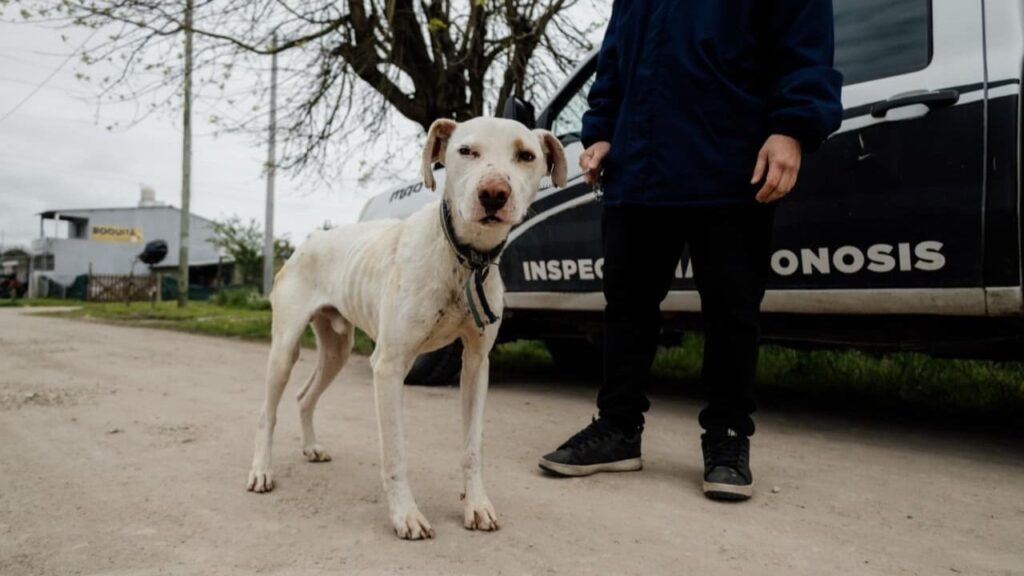 Abandonado, desnutrido y con parasitosis externa: rescataron a un perro en Mar del Plata