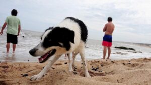 House sitting: la tendencia que permite hospedarse gratis en Mar del Plata a cambio de cuidar mascotas
