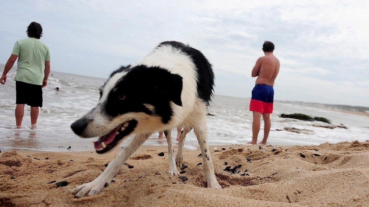House sitting: la tendencia que permite hospedarse gratis en Mar del Plata a cambio de cuidar mascotas