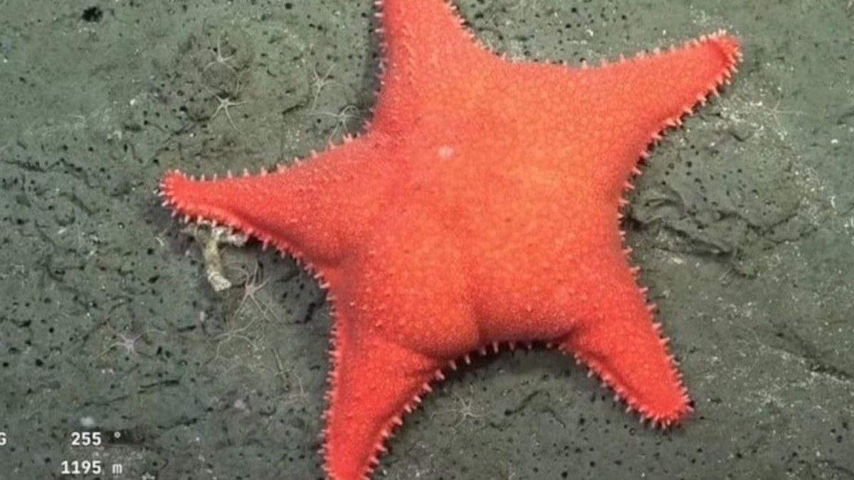 La estrella culona llega al cine: la expedición del Conicet en Mar del Plata tendrá su propia película